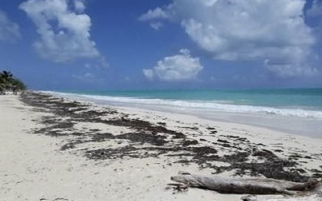 3 Lots for Sale Isla Blanca Facing the Sea